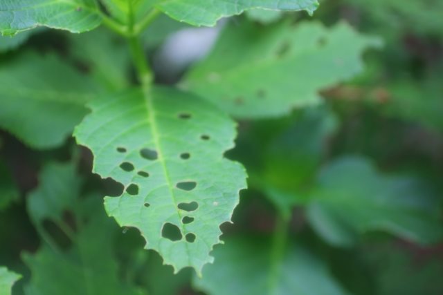 大阪で植栽のことなら相場を知り尽くしたプロが対応する【二鷹造園土木】へ～害虫の駆除もお任せ～
