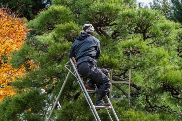 大阪で剪定なら【二鷹造園土木】にお任せ！～お庭の木に剪定は必要？メリットをご紹介～