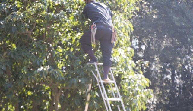大阪で剪定なら【二鷹造園土木】にお任せ！～高所での作業も安心！業者利用のメリット～